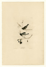 Картина "plate 13. snow bird" художника "одюбон джон джеймс"