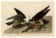 Репродукция картины "plate 16. great-footed hawk" художника "одюбон джон джеймс"