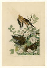 Картина "plate 17. carolina turtle dove" художника "одюбон джон джеймс"