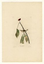 Картина "plate 19. louisiana water thrush" художника "одюбон джон джеймс"