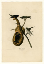 Картина "plate 22. purple martin" художника "одюбон джон джеймс"