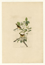 Репродукция картины "plate 23. yellow-breasted warbler" художника "одюбон джон джеймс"
