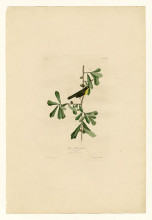 Копия картины "plate 24. roscoe&#39;s yellow-throat" художника "одюбон джон джеймс"