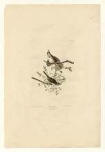 Картина "plate 25. song sparrow" художника "одюбон джон джеймс"