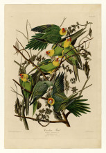 Картина "plate 26. carolina parrot" художника "одюбон джон джеймс"