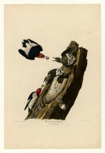 Копия картины "plate 27. red headed woodpecker" художника "одюбон джон джеймс"