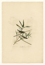Репродукция картины "plate 28. solitary flycatcher or vireo" художника "одюбон джон джеймс"