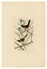 Копия картины "plate 29. towhe bunting" художника "одюбон джон джеймс"