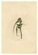 Репродукция картины "plate 30. vigor&#39;s warbler" художника "одюбон джон джеймс"