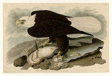 Репродукция картины "plate 31. white-headed eagle" художника "одюбон джон джеймс"