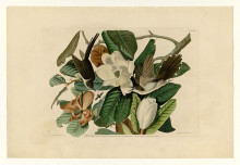 Картина "plate 32. black-billed cuckoo" художника "одюбон джон джеймс"