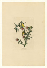 Копия картины "plate 33. american goldfinch" художника "одюбон джон джеймс"