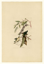 Репродукция картины "plate 34. worm eating warbler" художника "одюбон джон джеймс"