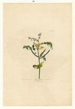 Картина "plate 35. children&#39;s warbler" художника "одюбон джон джеймс"