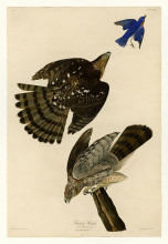 Картина "plate 36. stanley hawk" художника "одюбон джон джеймс"