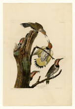 Копия картины "plate 37. golden-winged woodpecker" художника "одюбон джон джеймс"