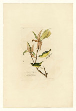 Картина "plate 38. kentucky warbler" художника "одюбон джон джеймс"