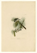 Копия картины "plate 39. crested titmouse" художника "одюбон джон джеймс"