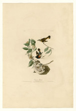 Картина "plate 40. american redstart" художника "одюбон джон джеймс"