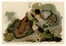 Репродукция картины "plate 41. ruffed grouse" художника "одюбон джон джеймс"