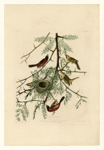 Картина "plate 42. orchard oriole" художника "одюбон джон джеймс"