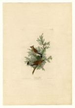 Картина "plate 43. cedar bird" художника "одюбон джон джеймс"