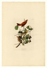 Картина "plate 44. summer red bird" художника "одюбон джон джеймс"