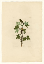 Картина "plate 45. traill&#39;s flycatcher" художника "одюбон джон джеймс"