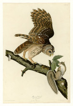 Репродукция картины "plate 46. barred owl" художника "одюбон джон джеймс"