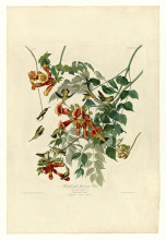 Картина "plate 47. ruby-throated humming bird" художника "одюбон джон джеймс"