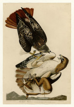 Копия картины "plate 51. red-tailed hawk" художника "одюбон джон джеймс"