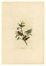 Репродукция картины "plate 53. painted finch" художника "одюбон джон джеймс"