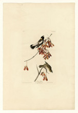 Копия картины "plate 54. rice bird" художника "одюбон джон джеймс"