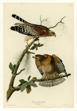 Картина "plate 56. red-shouldered hawk" художника "одюбон джон джеймс"