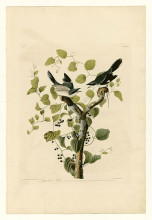 Репродукция картины "plate 57. loggerhead shrike" художника "одюбон джон джеймс"