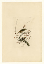 Репродукция картины "plate 58.hermit thrush" художника "одюбон джон джеймс"