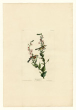 Картина "plate 59. chestnut-sided warbler" художника "одюбон джон джеймс"