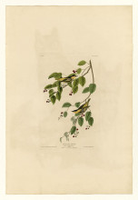 Картина "plate 60. carbonated warbler" художника "одюбон джон джеймс"