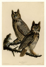 Репродукция картины "plate 61. great horned owl" художника "одюбон джон джеймс"