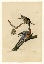 Картина "plate 62. passenger pigeon" художника "одюбон джон джеймс"