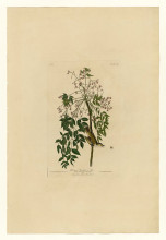 Картина "plate 63 white-eyed flycatcher or vireo" художника "одюбон джон джеймс"