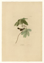 Репродукция картины "plate 64 swamp sparrow" художника "одюбон джон джеймс"