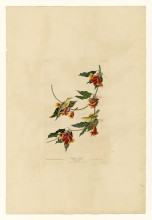 Картина "plate 65 rathbone warbler" художника "одюбон джон джеймс"