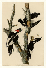 Копия картины "plate 66 ivory-billed woodpecker" художника "одюбон джон джеймс"