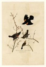 Картина "plate 67 red-winged starling or marsh blackbird" художника "одюбон джон джеймс"