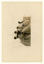 Репродукция картины "plate 68 republican or cliff swallow" художника "одюбон джон джеймс"