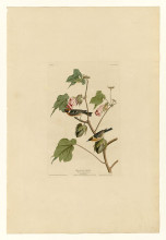Репродукция картины "plate 69 bay-breasted warbler" художника "одюбон джон джеймс"