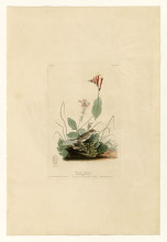 Картина "plate 70 henslow&#39;s bunting" художника "одюбон джон джеймс"
