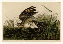Картина "plate 71 winter hawk" художника "одюбон джон джеймс"