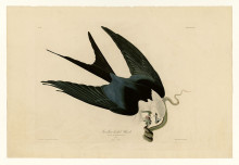 Картина "plate 72 swallow-tailed hawk" художника "одюбон джон джеймс"